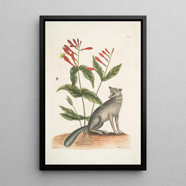 Gentiana L'œillet indien Vulpis Le renard gris - Mark Catesby — framed artwork on a wall