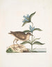 Gllinula Americana Le Soree Gentiana c - Mark Catesby — artwork view