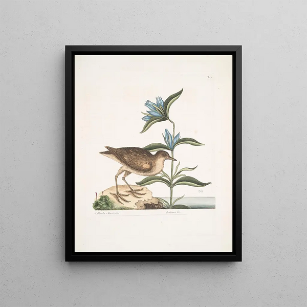 Gllinula Americana Le Soree Gentiana c - Mark Catesby — framed artwork on a wall