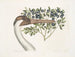 American white crane, the crowned crane - Mark Catesby — artwork view