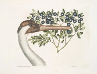 American white crane, the crowned crane - Mark Catesby — artwork view