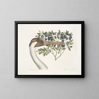 American white crane, the crowned crane - Mark Catesby — framed artwork on a wall