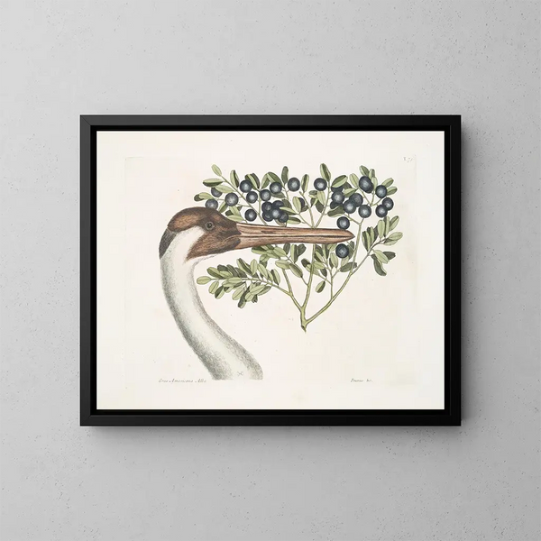 American white crane, the crowned crane - Mark Catesby — framed artwork on a wall