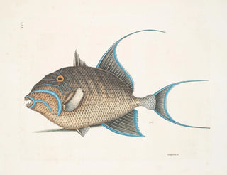The Old Woman - Mark Catesby — artwork view