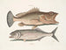Gugupuguacu the Hindu Saliatrix Skipjack - Mark Catesby — artwork view