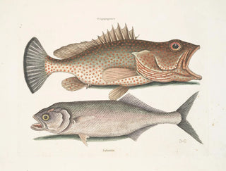 Gugupuguacu the Hindu Saliatrix Skipjack - Mark Catesby — artwork view