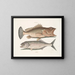 Gugupuguacu the Hindu Saliatrix Skipjack - Mark Catesby — framed artwork on a wall