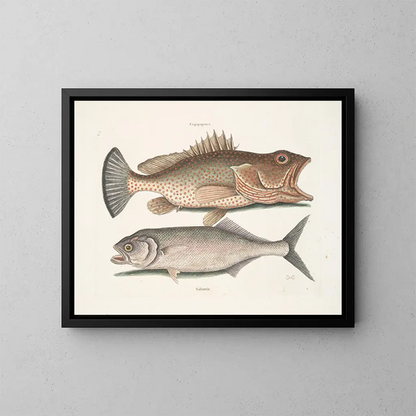 Gugupuguacu the Hindu Saliatrix Skipjack - Mark Catesby — framed artwork on a wall