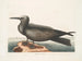 Hirondelle de mer, le Noddy - Mark Catesby — artwork view