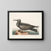 Hirondelle de mer, le Noddy - Mark Catesby — framed artwork on a wall