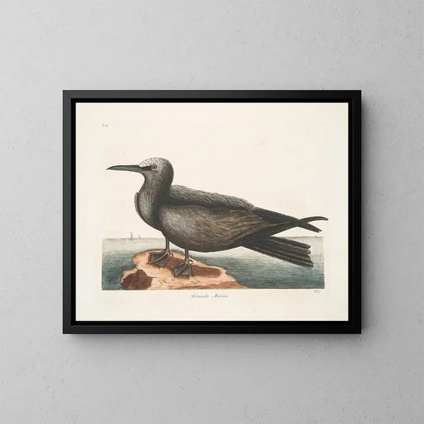 Hirondelle de mer, le Noddy - Mark Catesby — framed artwork on a wall