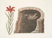 Swallow with Spiny Tail, the American swallow, red flower lily - Mark Catesby — artwork view