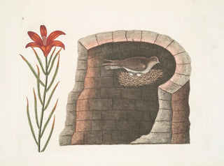 Swallow with Spiny Tail, the American swallow, red flower lily - Mark Catesby — artwork view