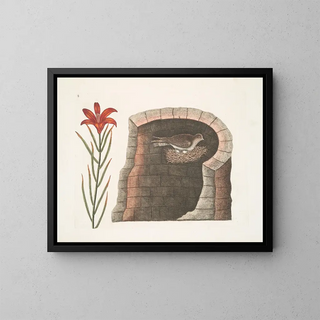 Swallow with Spiny Tail, the American swallow, red flower lily - Mark Catesby — framed artwork on a wall
