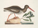 Hematopode, the oyster fisherman - Mark Catesby — artwork view