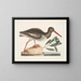 Hematopode, the oyster fisherman - Mark Catesby — framed artwork on a wall