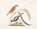 The Rice Sparrow - Mark Catesby — artwork view