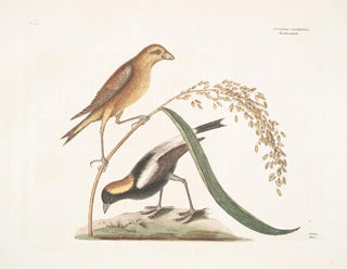 The Rice Sparrow - Mark Catesby — artwork view