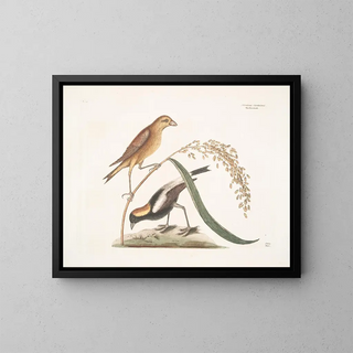 The Rice Sparrow - Mark Catesby — framed artwork on a wall