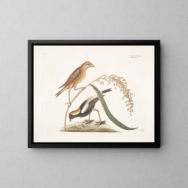 The Rice Sparrow - Mark Catesby — framed artwork on a wall