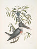 Ispida c The Kingfisher Myrtus c The narrow-leaved myrtle - Mark Catesby — artwork view