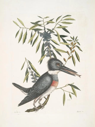 Mark Catesby - Ispida c The KingFisher Myrtus c The narrowleaved Candleberry Myrtle.webp