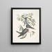 Ispida c The Kingfisher Myrtus c The narrow-leaved myrtle - Mark Catesby — framed artwork on a wall