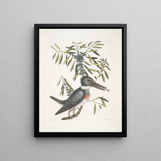 Mark Catesby - Ispida c The KingFisher Myrtus c The narrowleaved Candleberry Myrtle.webp