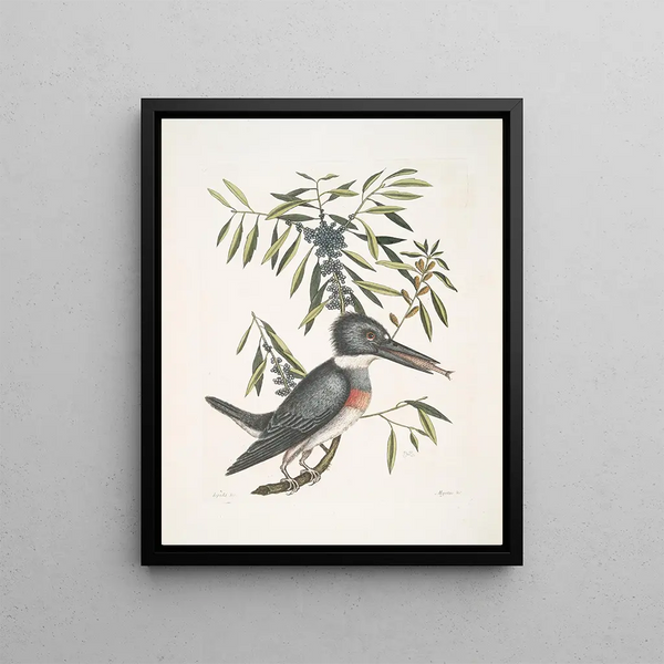 Ispida c The Kingfisher Myrtus c The narrow-leaved myrtle - Mark Catesby — framed artwork on a wall