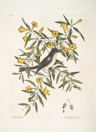 Mark Catesby - Jasminum luteumThe yellow Jessamy Muscicapa nigrescens The Blackcap Flycatcher.webp