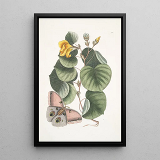 Mark Catesby - Ketmia The ManoTree Phalna fusca c.webp