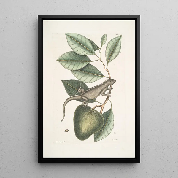 Lacertus Indicus L'iguane Anona - Mark Catesby — framed artwork on a wall