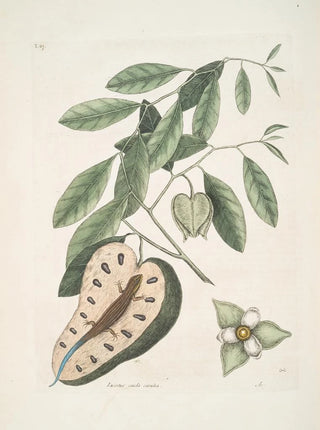 Mark Catesby - Lacertus cauda crulea The BlueTail Lizard Anona c.webp