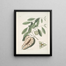 The blue-tailed lizard Anona c - Mark Catesby — framed artwork on a wall