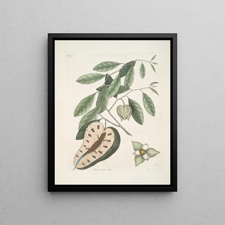Mark Catesby - Lacertus cauda crulea The BlueTail Lizard Anona c.webp