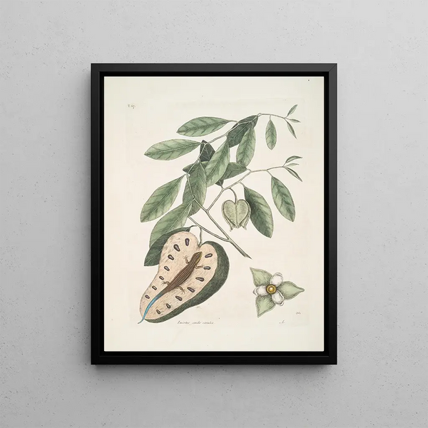 The blue-tailed lizard Anona c - Mark Catesby — framed artwork on a wall