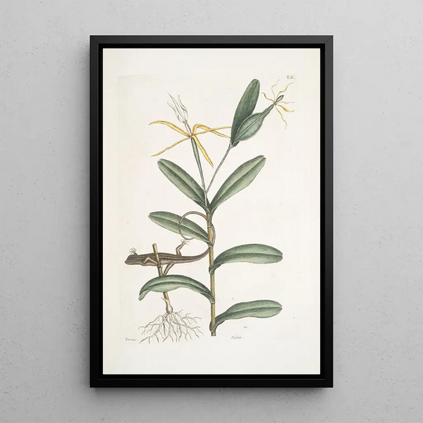 Lacertus griseus The lizard lion Viscum - Mark Catesby — framed artwork on a wall