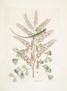 Lacertus veridis jamaïcain The Jamaican green lizard Lignum Campechianum Logwood - Mark Catesby — artwork view