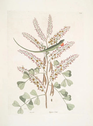Mark Catesby - Lacertus viridis Jamaicensis The GreenLizard of Jamaica Lignum Campechianum Logwood.webp