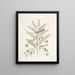 Lacertus veridis jamaïcain The Jamaican green lizard Lignum Campechianum Logwood - Mark Catesby — framed artwork on a wall