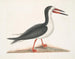 Larus major, the great gull - Mark Catesby — artwork view