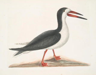 Larus major, the great gull - Mark Catesby — artwork view