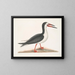 Larus major, the great gull - Mark Catesby — framed artwork on a wall
