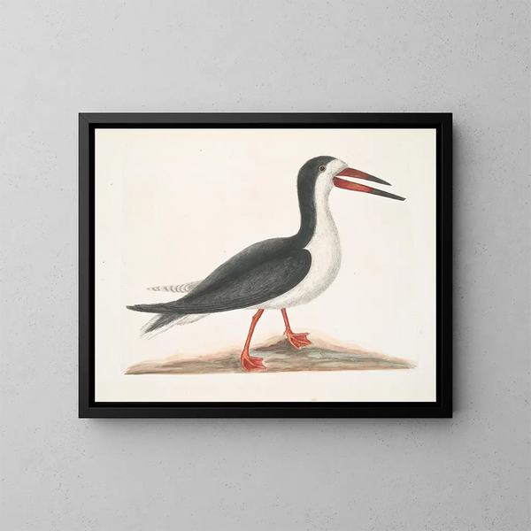 Larus major, the great gull - Mark Catesby — framed artwork on a wall