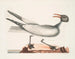 the laughing gull - Mark Catesby — artwork view