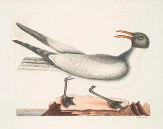 the laughing gull - Mark Catesby — artwork view