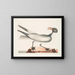 the laughing gull - Mark Catesby — framed artwork on a wall