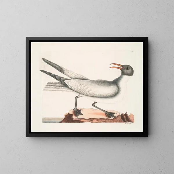 the laughing gull - Mark Catesby — framed artwork on a wall