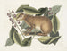 The Java Hare - Mark Catesby — artwork view