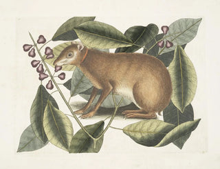 The Java Hare - Mark Catesby — artwork view